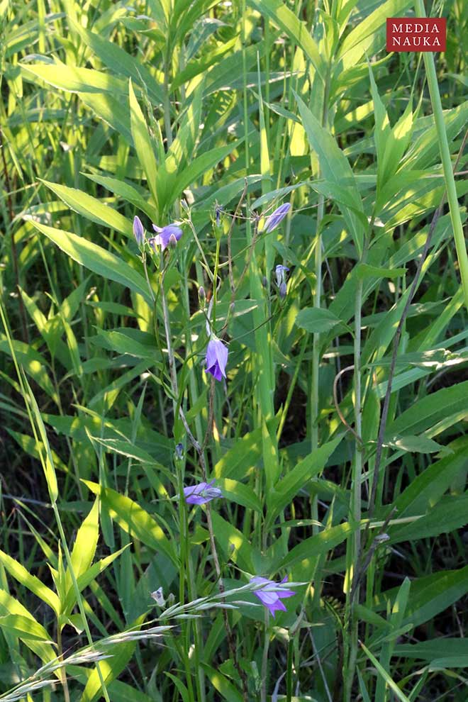 dzwonek rozpierzchły (Campanula patula)