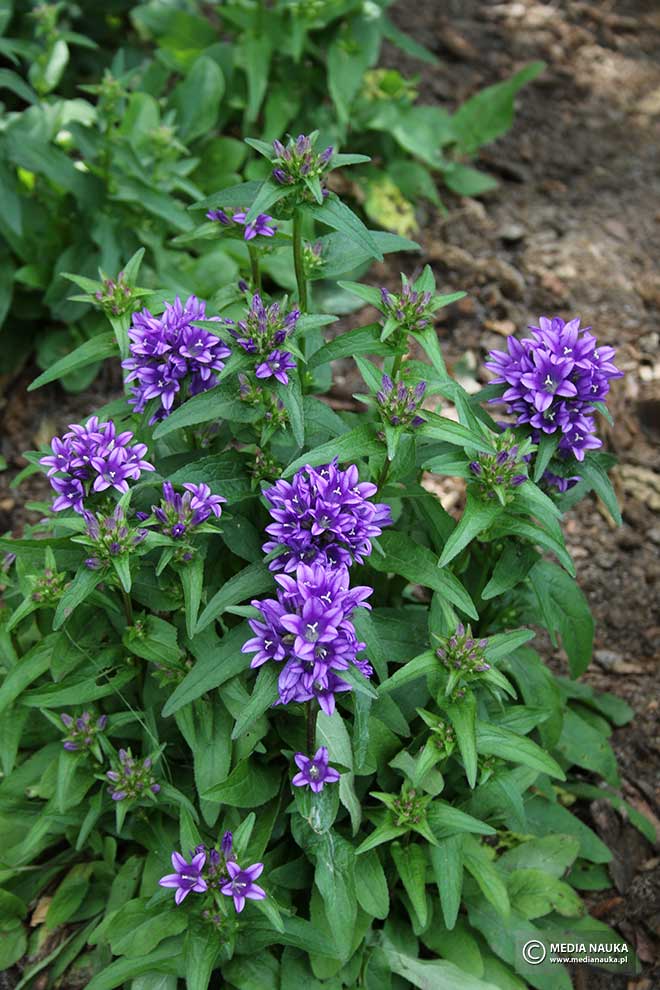 dzwonek skupiony (Campanula glomerata)