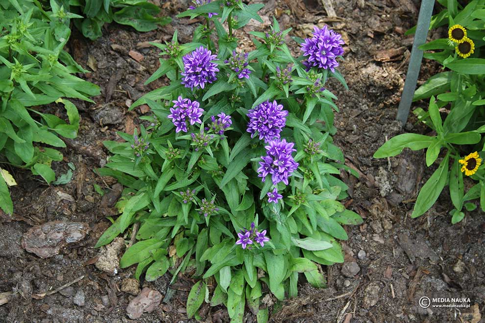 dzwonek skupiony (Campanula glomerata)
