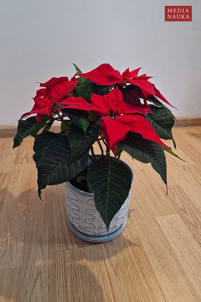 wilczomlecz piękny, gwiazda betlejemska (Euphorbia pulcherrima)