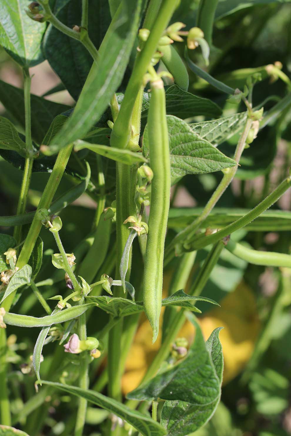 fasola zwyczajna (Phaseolus vulgaris)
