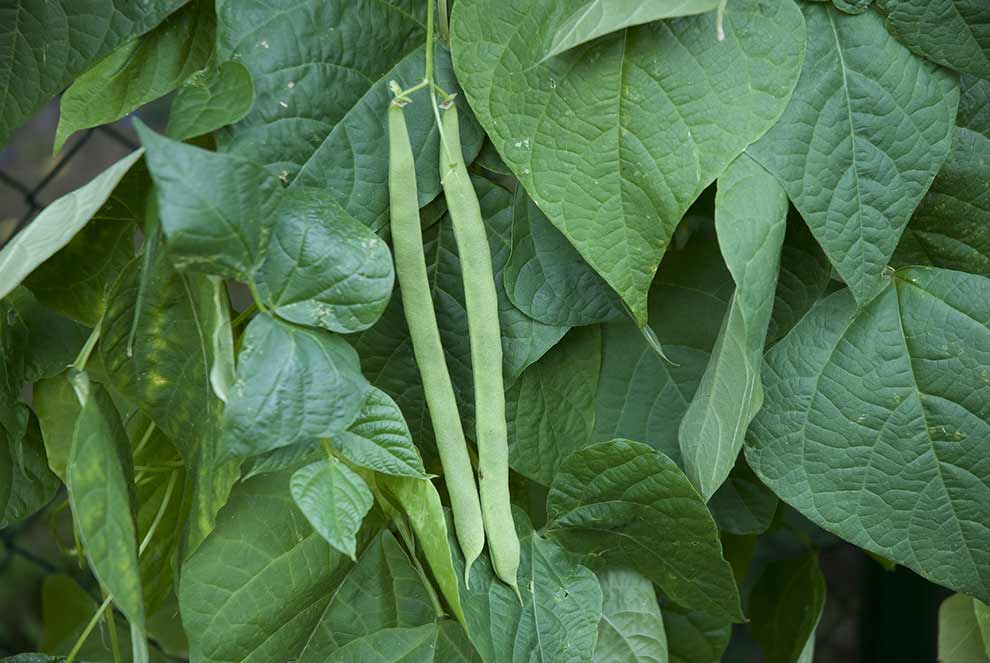 fasola zwyczajna (Phaseolus vulgaris)