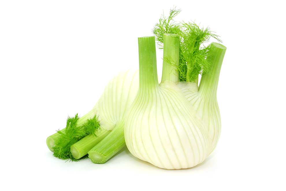koper włoski, fenkuł włoski (Foeniculum vulgare)