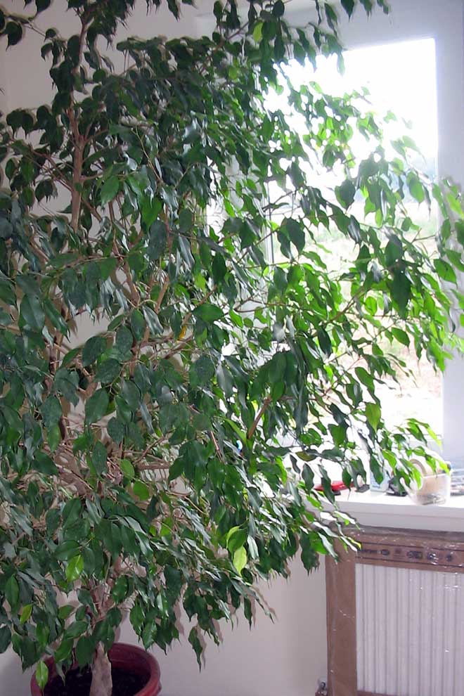 figowiec benjamina (Ficus benjamina)