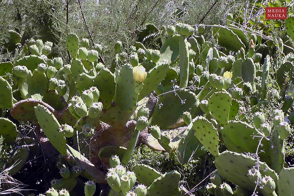 figa indyjska, figa kaktusowa (Opuntia ficus-indica)