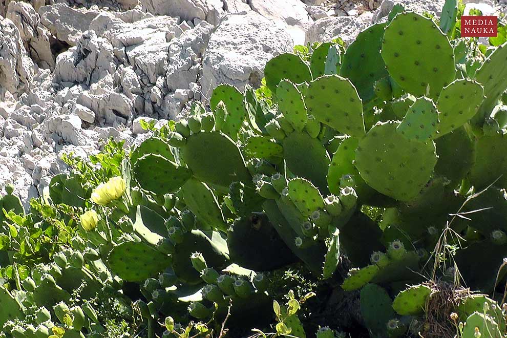 figa indyjska, figa kaktusowa (Opuntia ficus-indica)