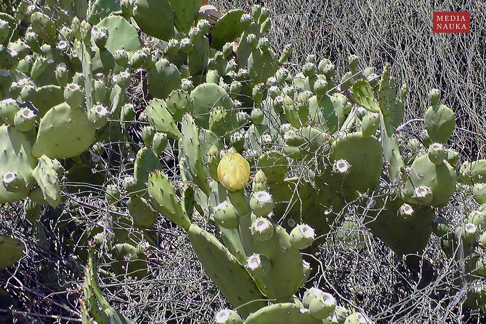 figa indyjska, figa kaktusowa (Opuntia ficus-indica)