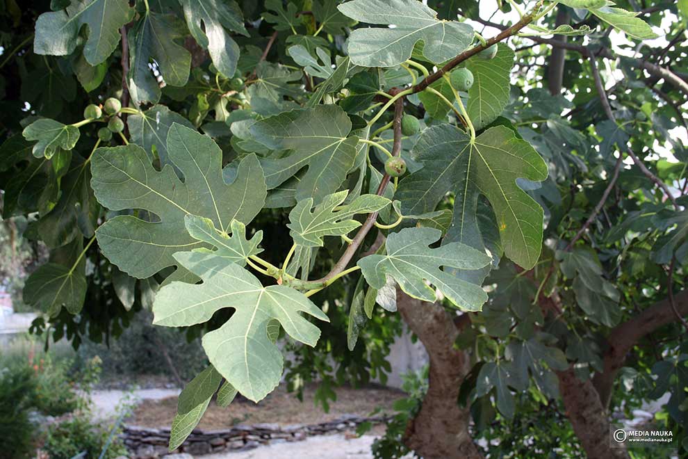 figowiec pospolity, drzewo figowe (Ficus carica)