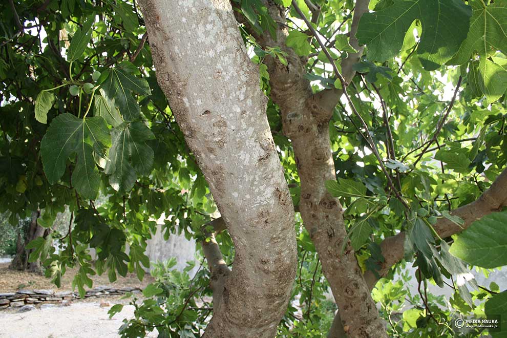figowiec pospolity, drzewo figowe (Ficus carica)