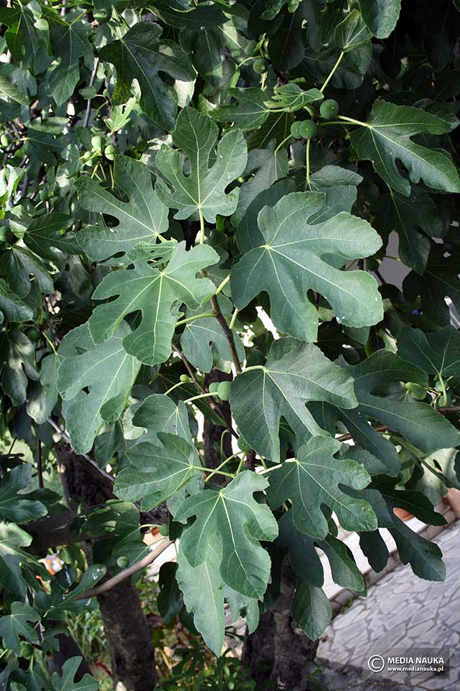 figowiec pospolity, drzewo figowe (Ficus carica)