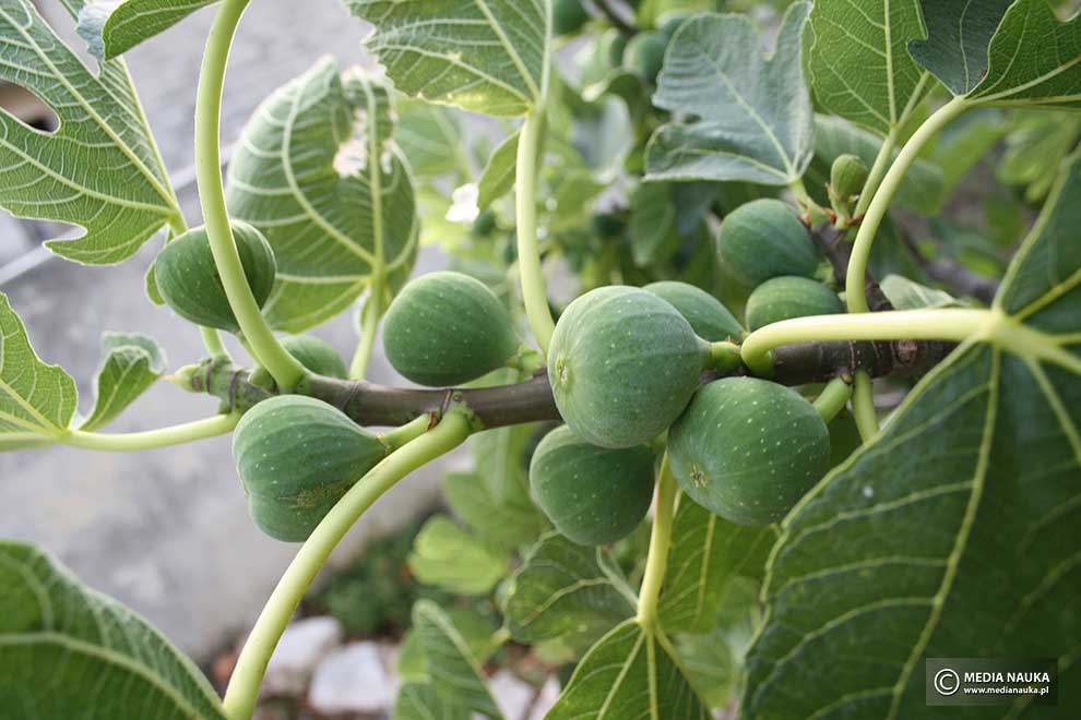 figowiec pospolity, drzewo figowe (Ficus carica)