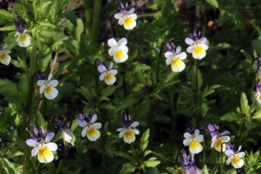 fiołek polny (Viola arvensis)