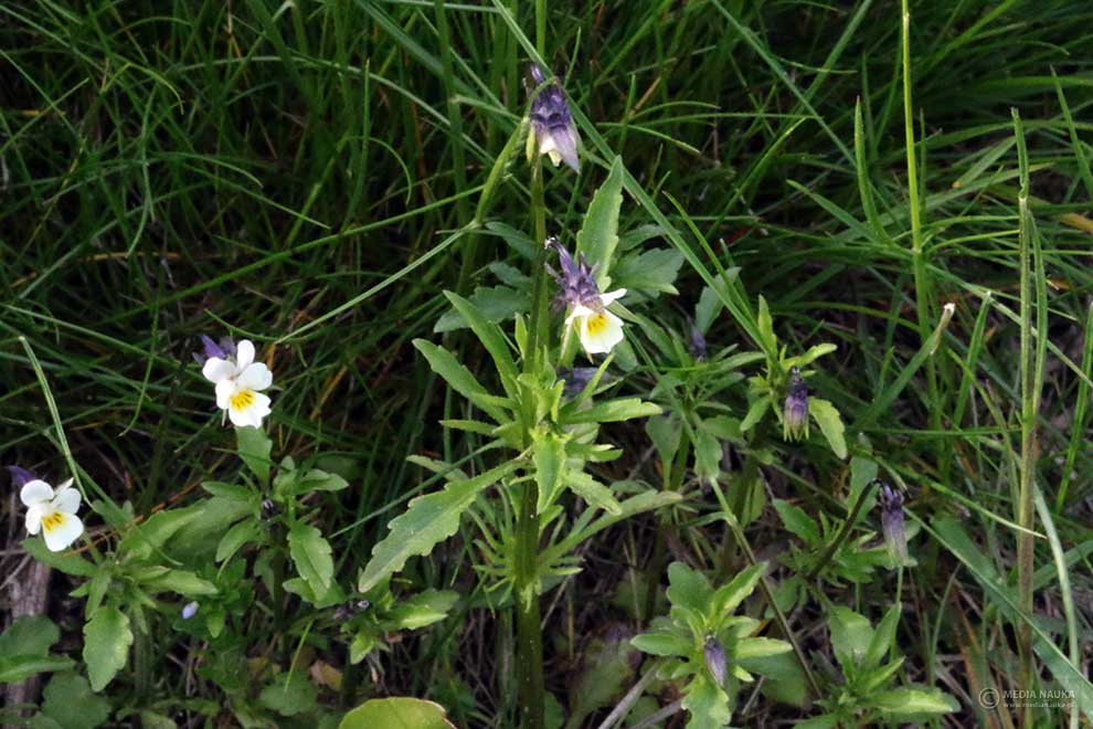 fiołek polny (Viola arvensis)