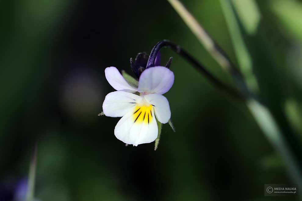 fiołek polny (Viola arvensis)