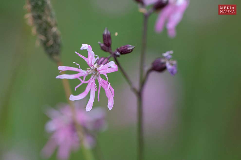 firletka poszarpana (Lychnis flos-cuculi)