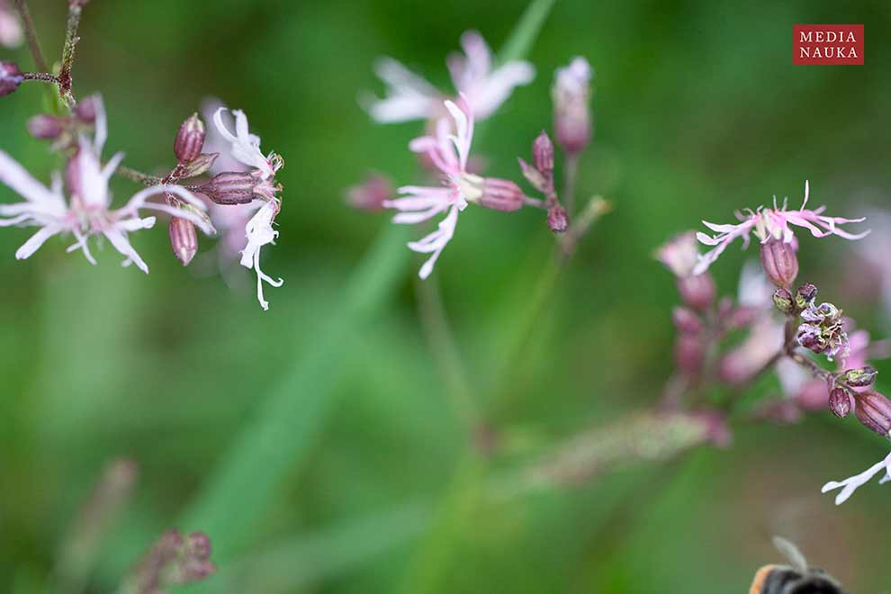 firletka poszarpana (Lychnis flos-cuculi)
