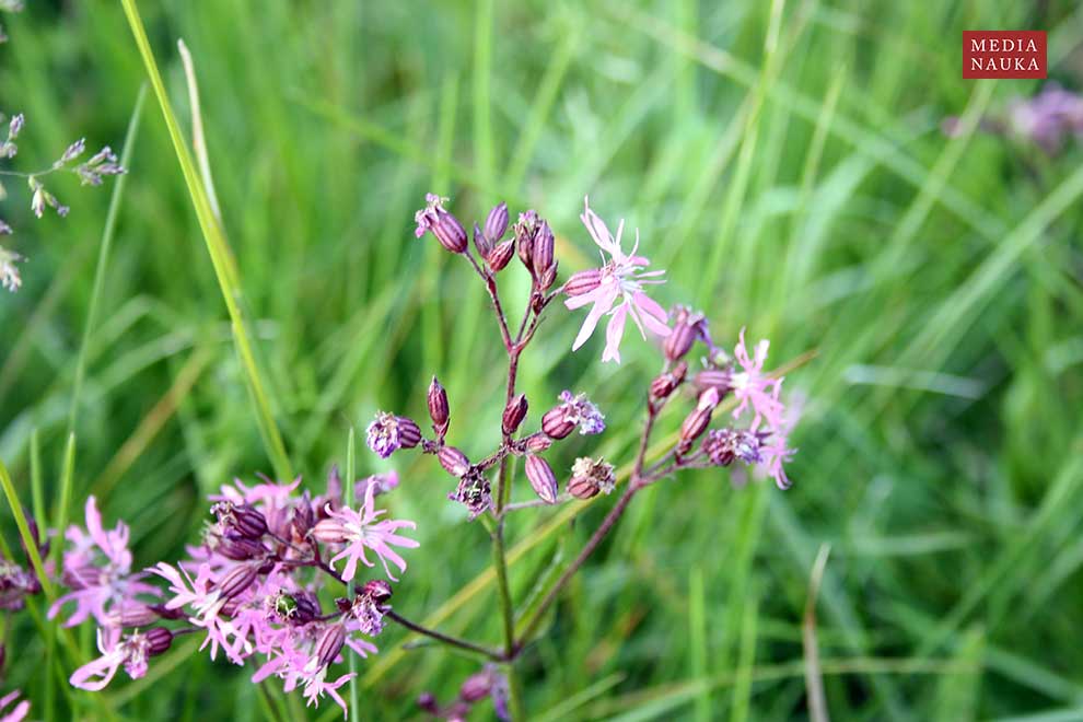 firletka poszarpana (Lychnis flos-cuculi)
