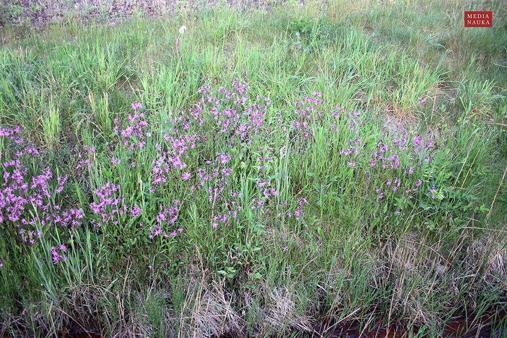 firletka poszarpana (Lychnis flos-cuculi)