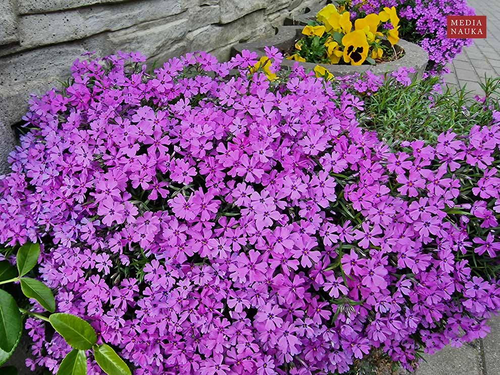 floks szydlasty (Phlox subulata)