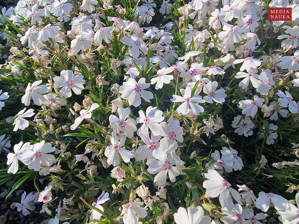 floks szydlasty (Phlox subulata)