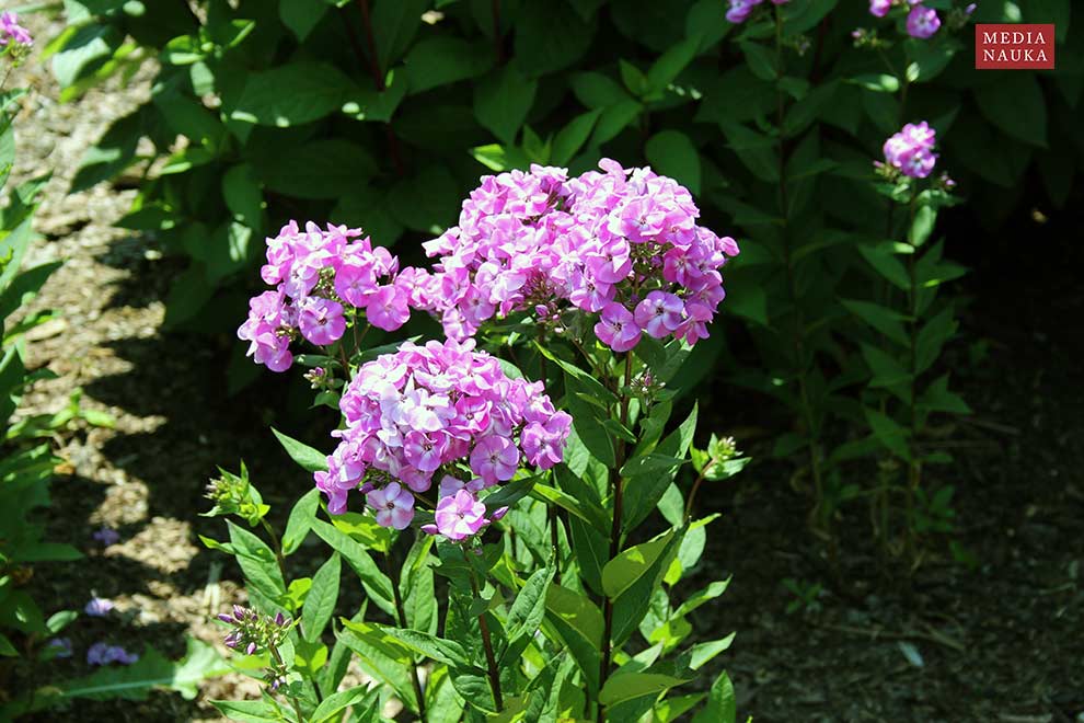 floks wiechowaty (Phlox paniculata)