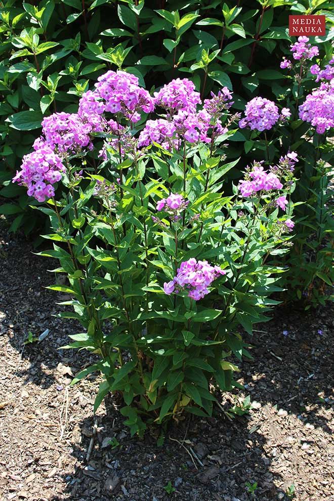 floks wiechowaty (Phlox paniculata)