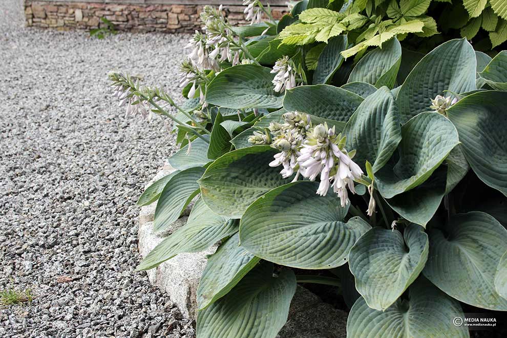 funkia 'Blue Vision' (Hosta hybr.)