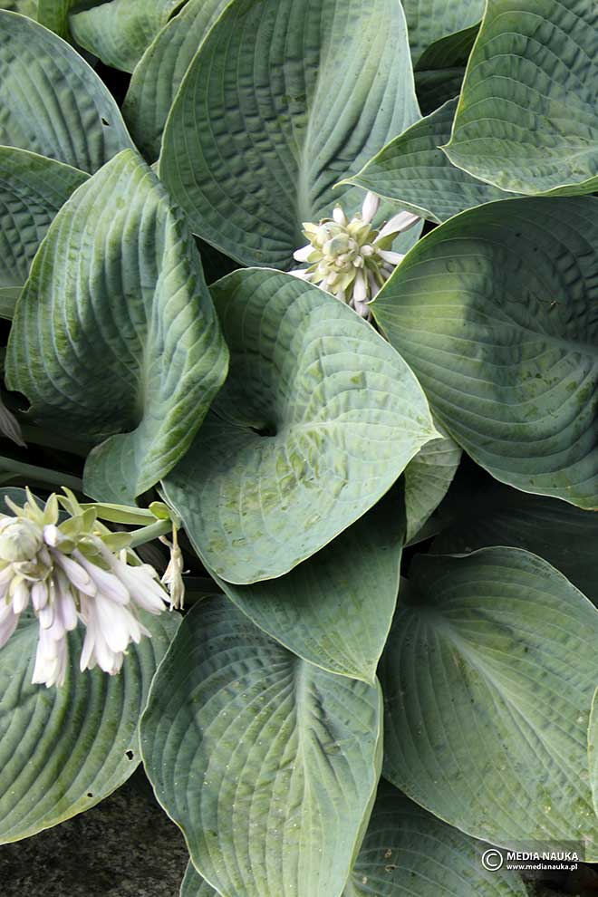 funkia 'Blue Vision' (Hosta hybr.)