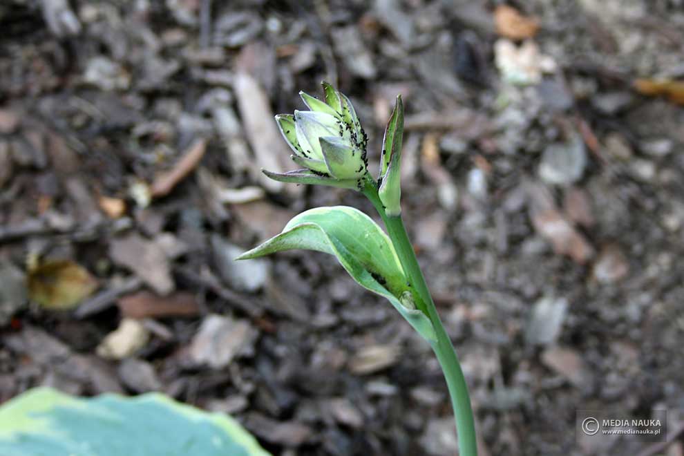 funkia 'Earth Angel' (Hosta hybr.)