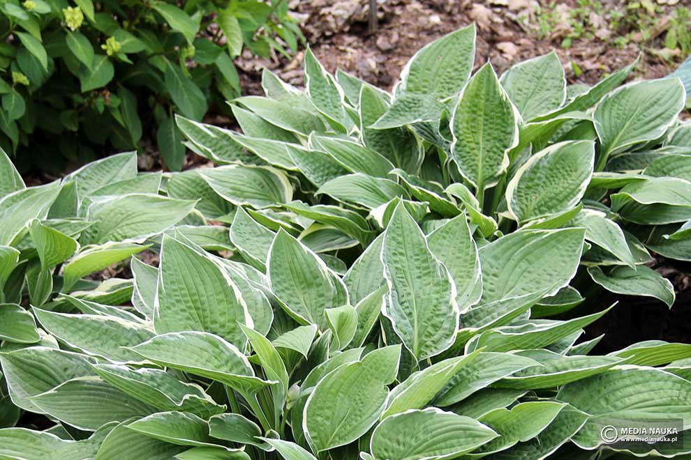 funkia 'Gloriosa'