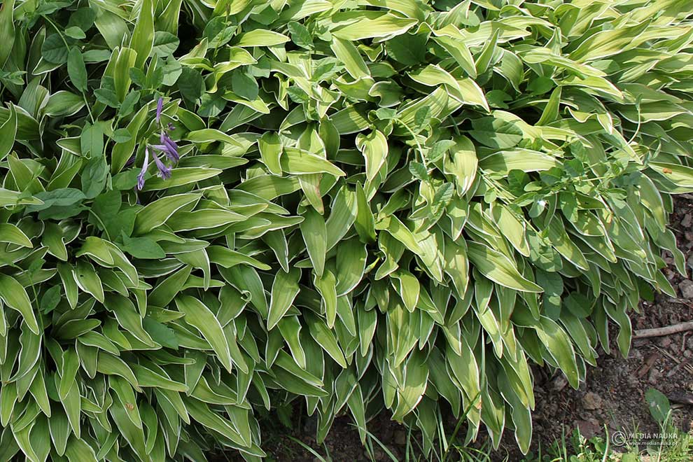 funkia powabna (Hosta venusta)