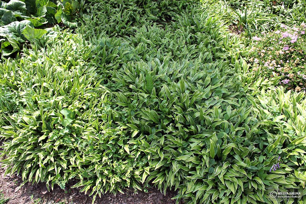 funkia powabna (Hosta venusta)