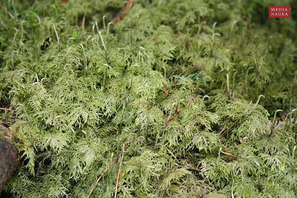 gajnik lśniący (Hylocomium splendens)