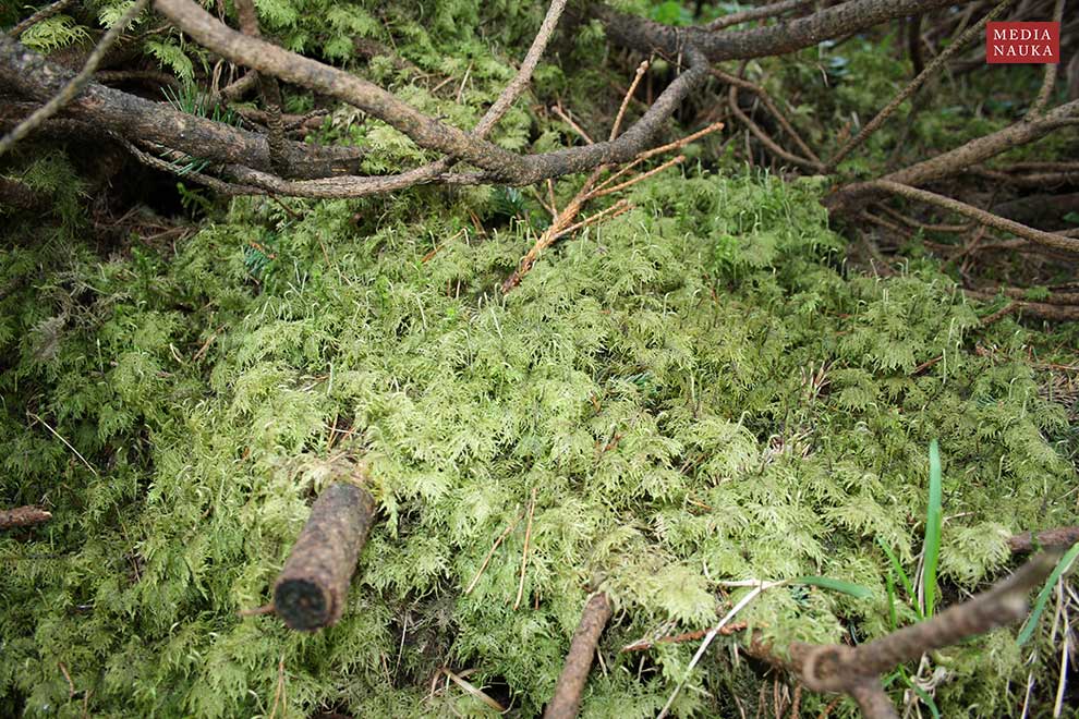 gajnik lśniący (Hylocomium splendens)