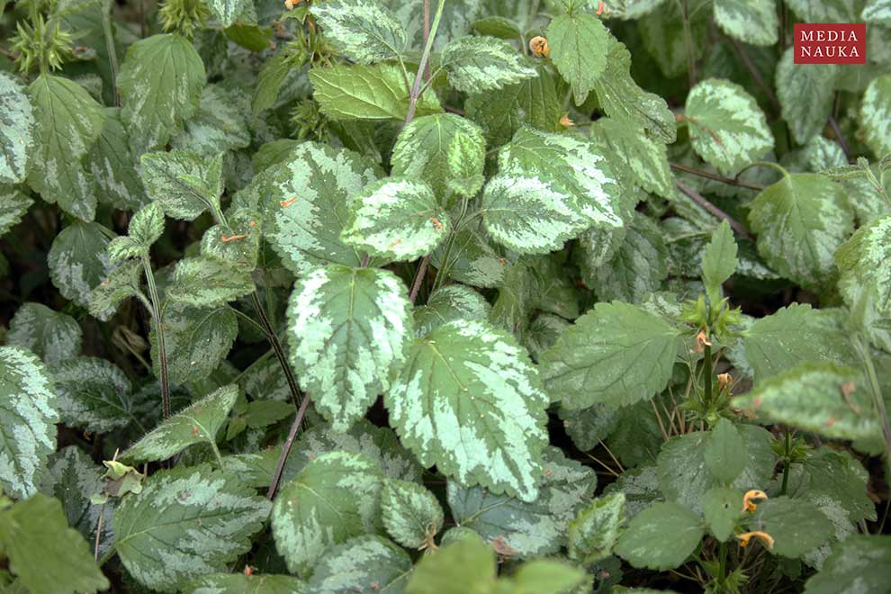gajowiec żółty (Lamiastrum galeobdolon)
