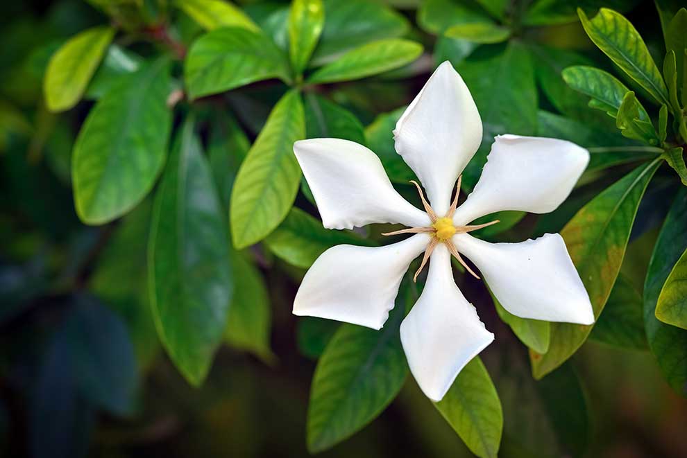 gardenia jaśminowata (Gardenia jasminoides)