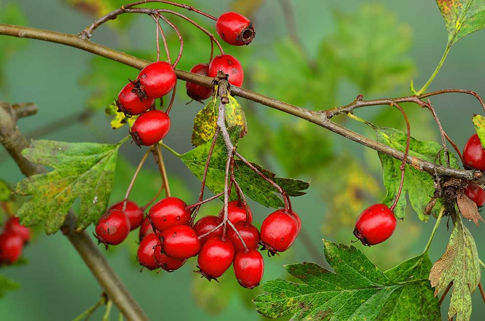głóg dwuszyjkowy (Crataegus laevigata)