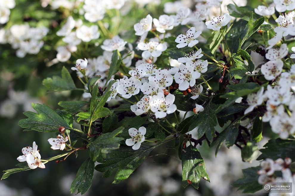 głóg jednoszyjkowy (Crataegus monogyna)