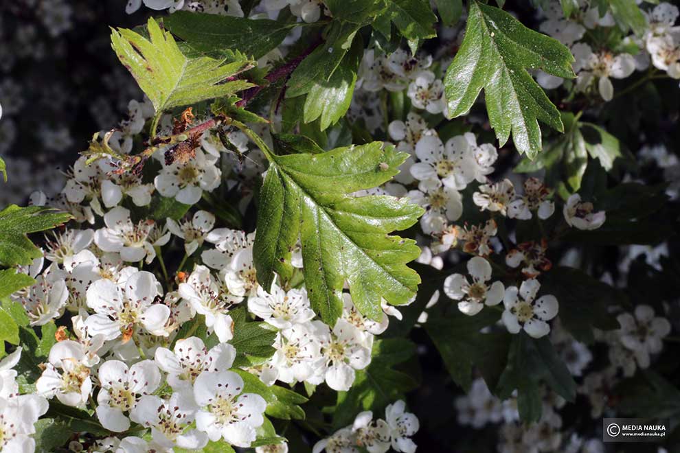 głóg jednoszyjkowy (Crataegus monogyna)