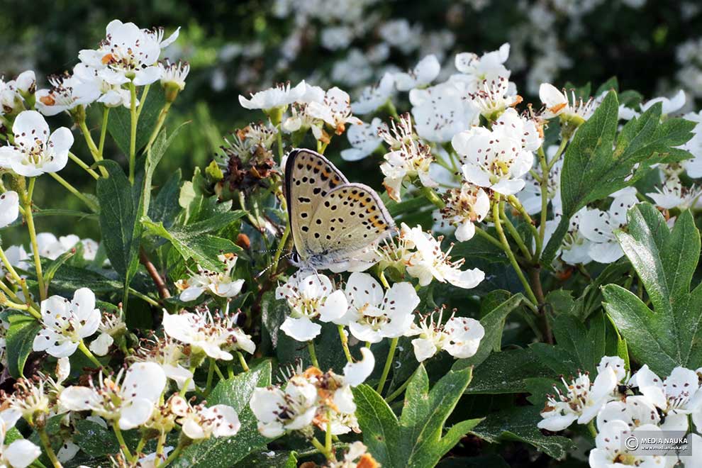 głóg jednoszyjkowy (Crataegus monogyna)