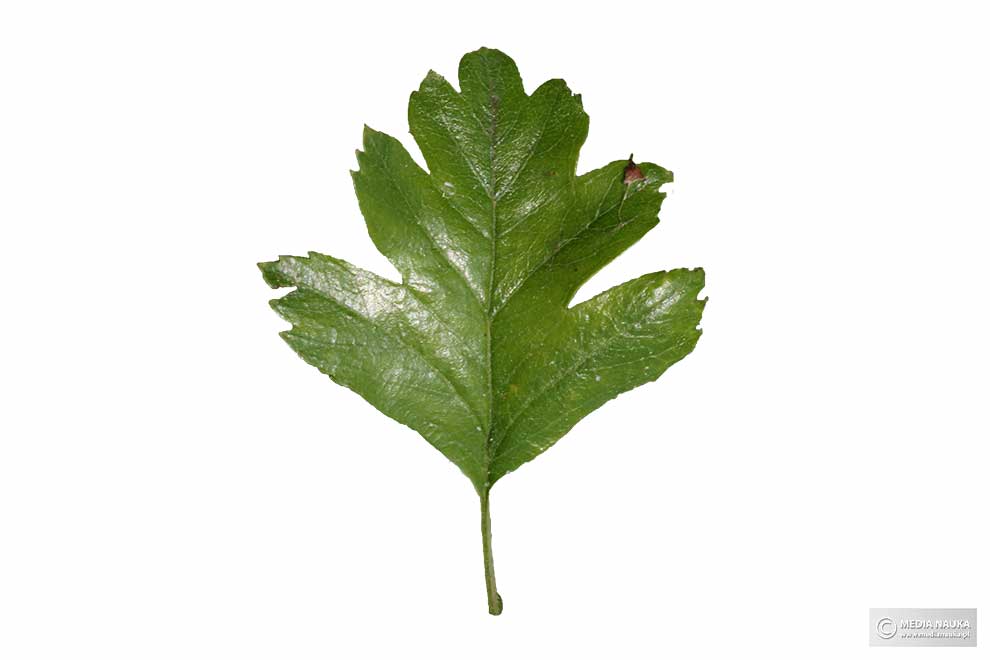 głóg jednoszyjkowy (Crataegus monogyna)