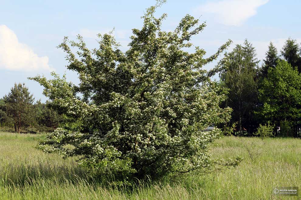 głóg jednoszyjkowy (Crataegus monogyna)