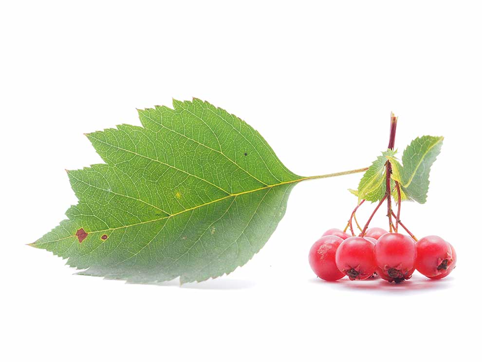 głóg jednoszyjkowy (Crataegus monogyna)