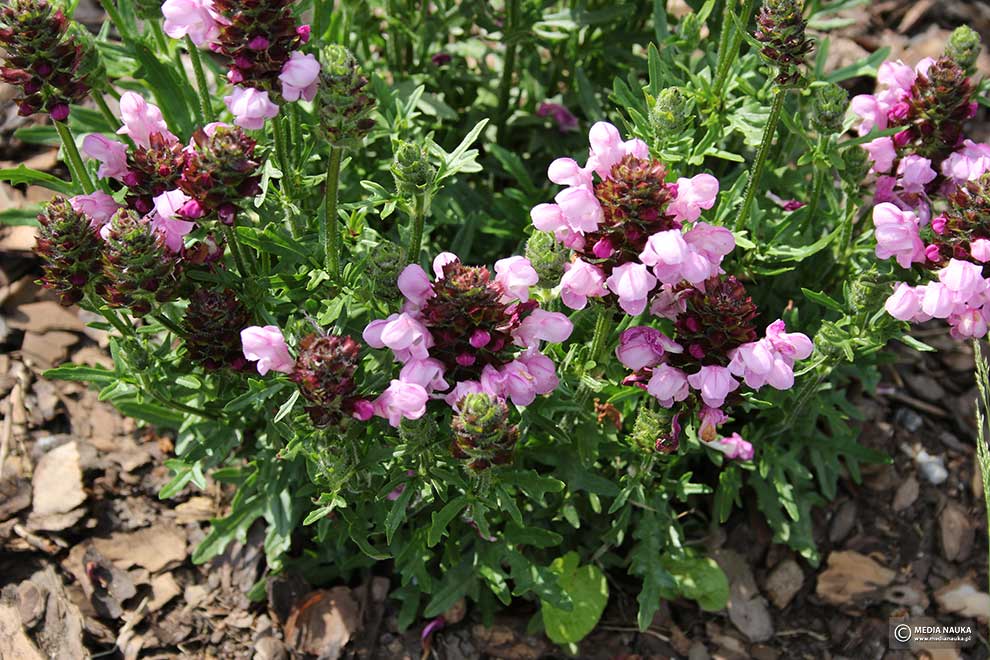 głowienka wielkokwiatowa (Prunella grandiflora)