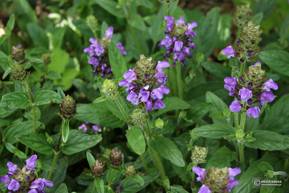 głowienka wielkokwiatowa (Prunella grandiflora)