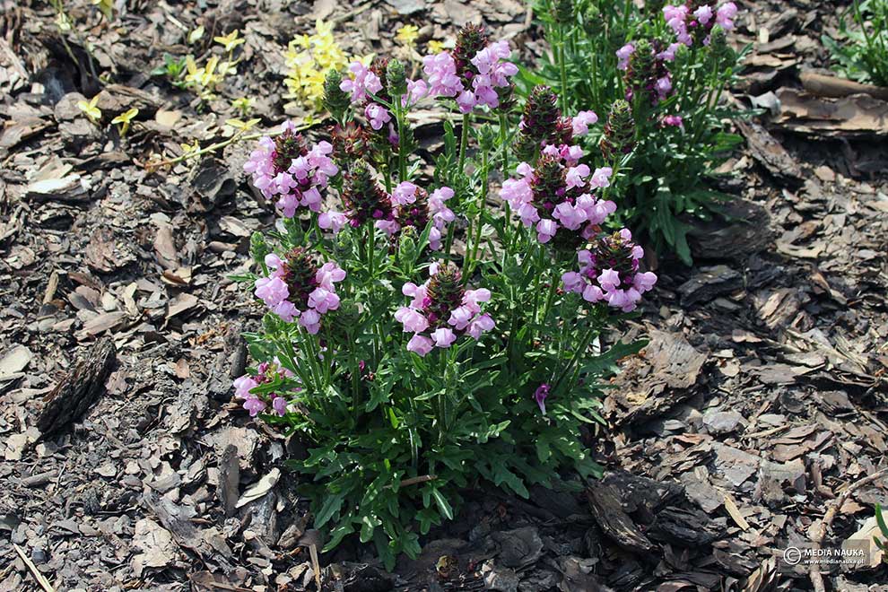 głowienka wielkokwiatowa (Prunella grandiflora)