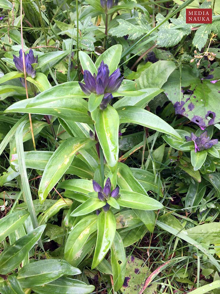 goryczka krzyżowa (Gentiana cruciata)