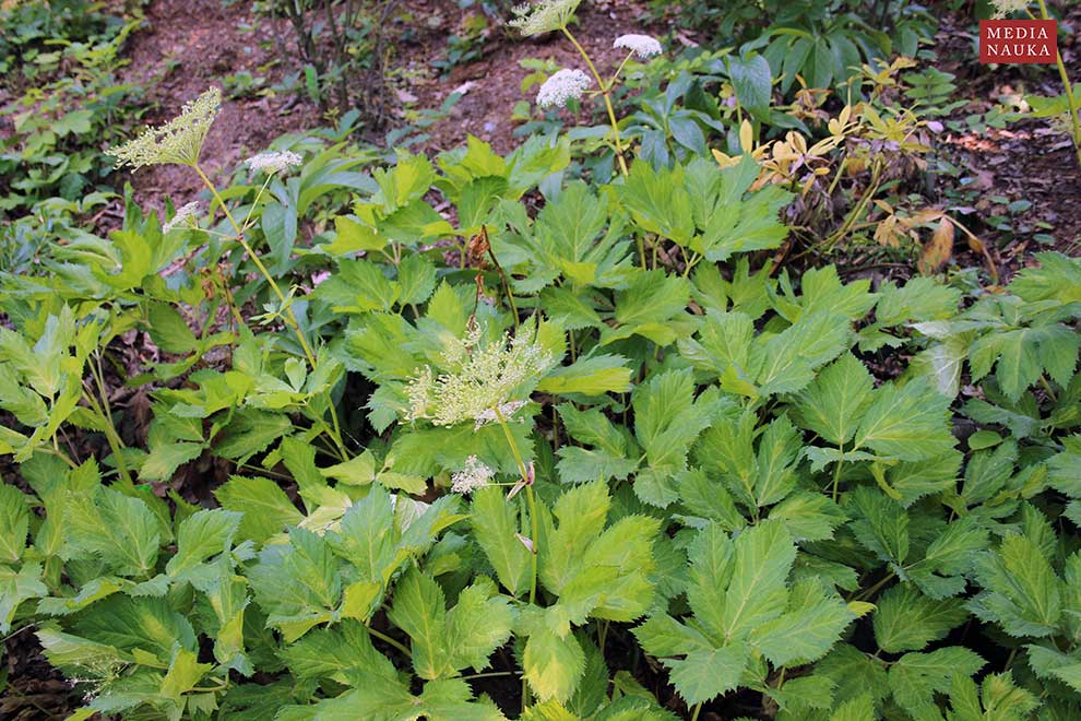 gorysz miarz (Peucedanum ostruthium)
