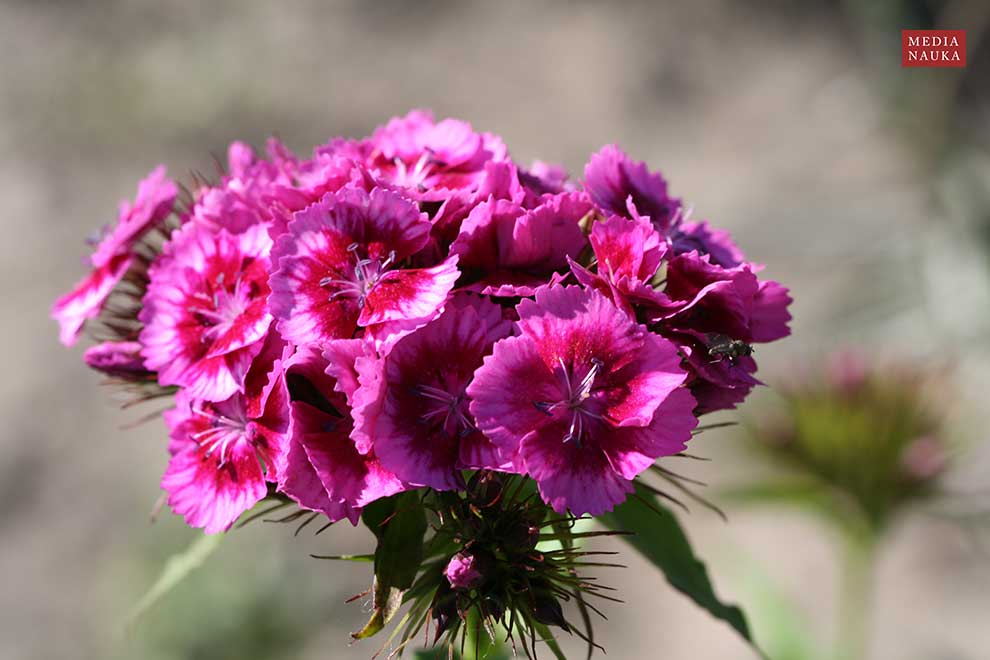 goździk brodaty (Dianthus barbatus)