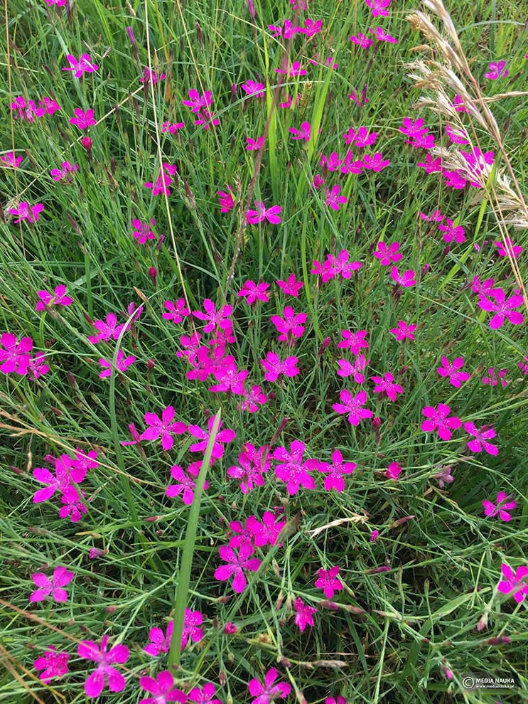 goździk kropkowany, goździk widełkowaty (Dianthus deltoides)